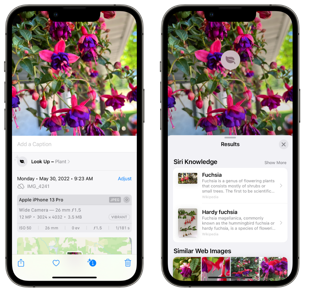 林芝苹果手机维修分享小技巧：使用 iPhone 相机识别花卉植物 